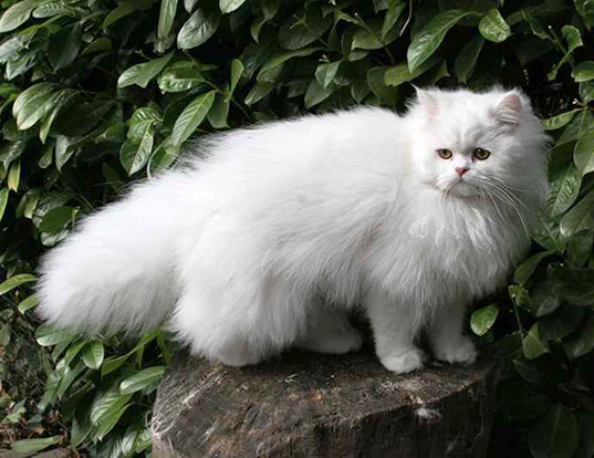 doll face persian cat