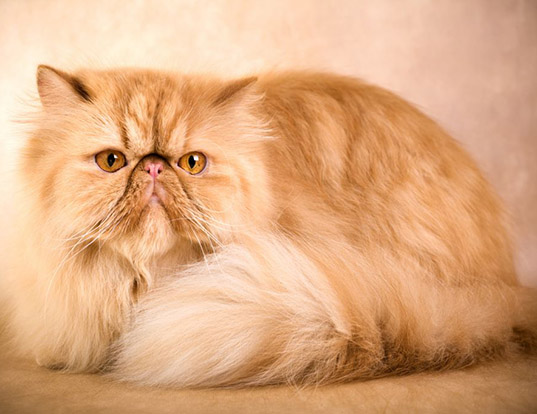 himalayan persian cat life expectancy