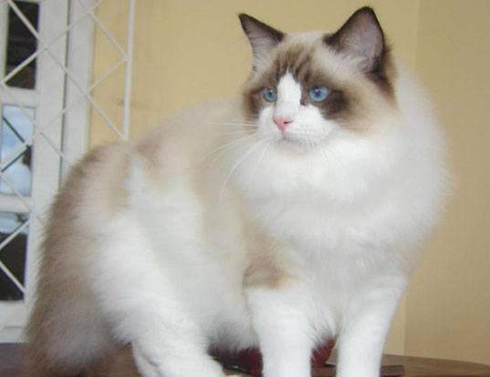 Picture of a ragdoll