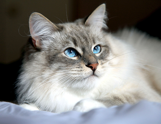 LIFE SPAN OF ORIENTAL LONGHAIR