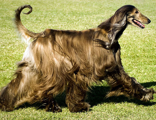Picture of a afghan hound
