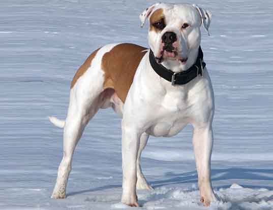 about american bulldog