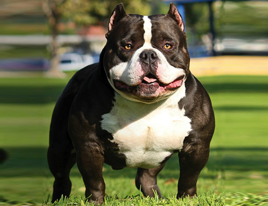 Picture of a american bully