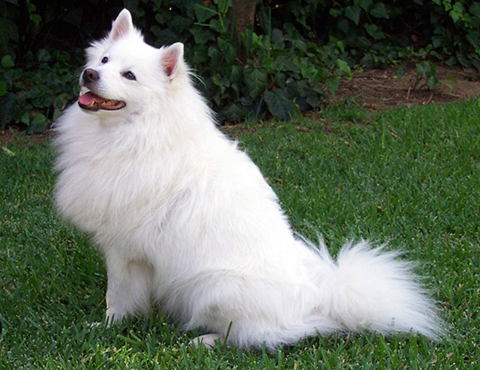 LIFE SPAN OF AMERICAN ESKIMO DOG