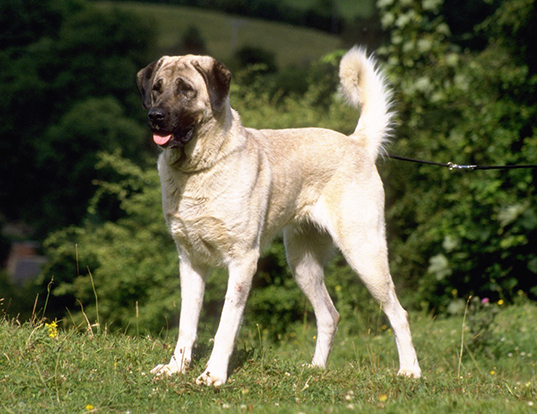 Picture of a anatolian shepherd dog
