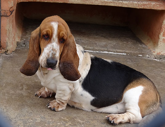 Picture of a basset hound