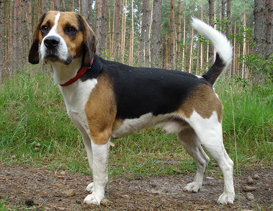 Picture of a beagle harrier