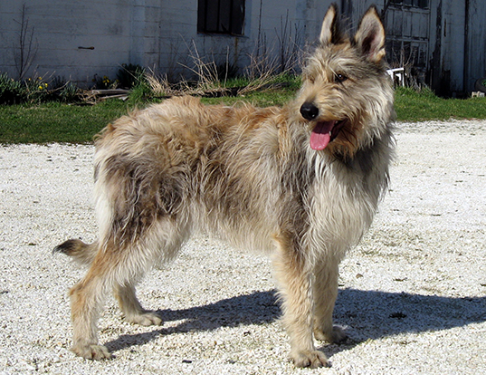 briard picard