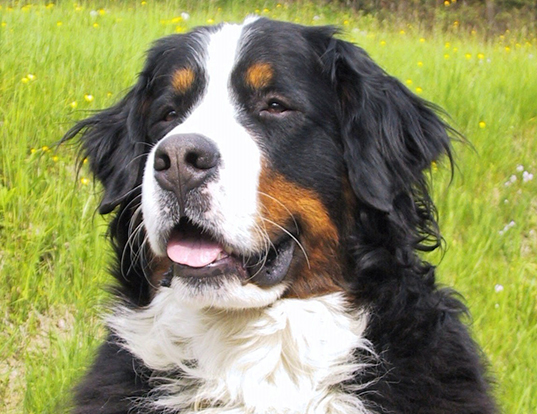 Picture of a bernese mountain dog