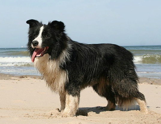 Life Span Of Border Collie