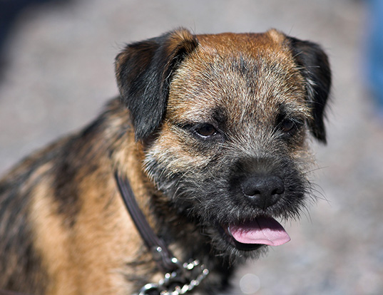 Picture of a border terrier