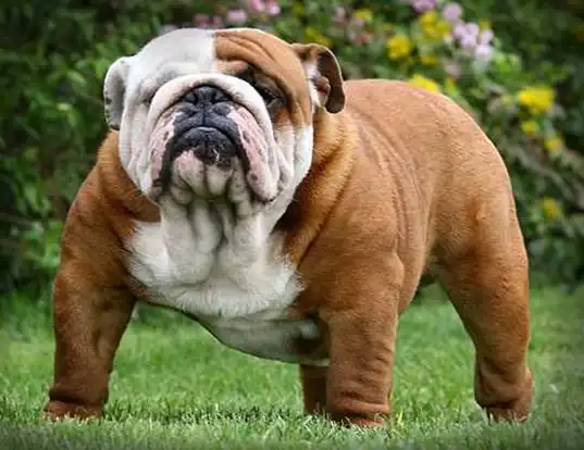 French bulldog - .de