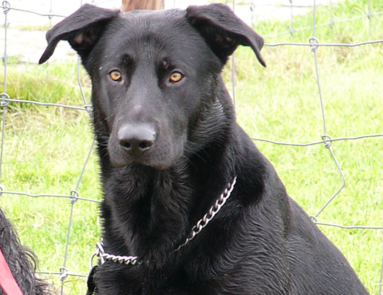 Picture of a ca de bestiar (majorca shepherd dog)