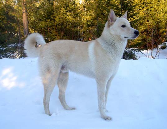 Picture of a canaan dog