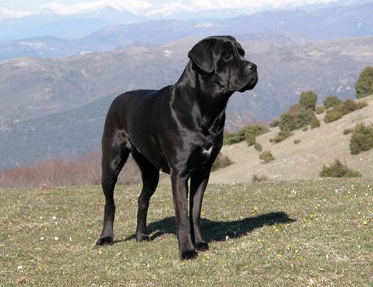 newfoundland cane corso mix