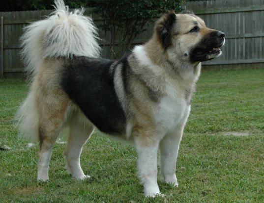 Picture of a caucasian ovcharka