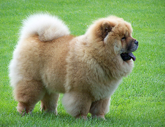 Picture of a chow chow