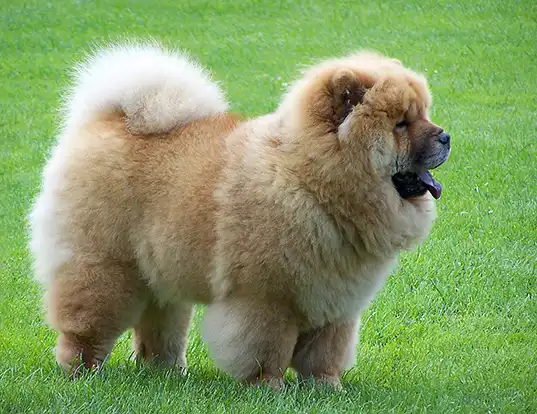 Keeshond chow chow top