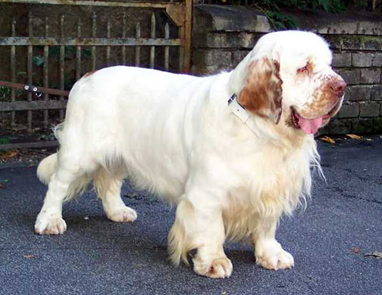 Picture of a clumber spaniel