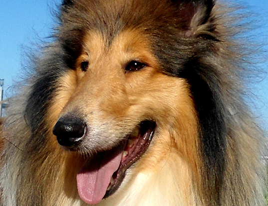 Picture of a collie