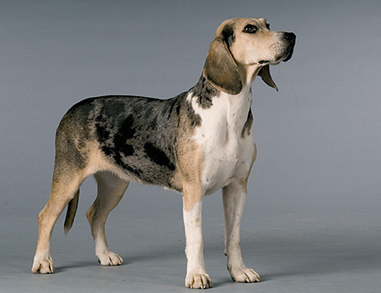 welsh foxhound