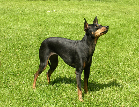 english terrier black