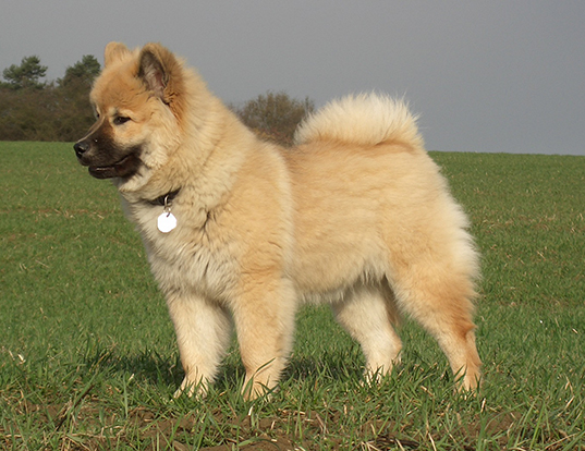 LIFE SPAN OF EURASIER