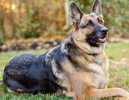 Picture of a german shepherd dog