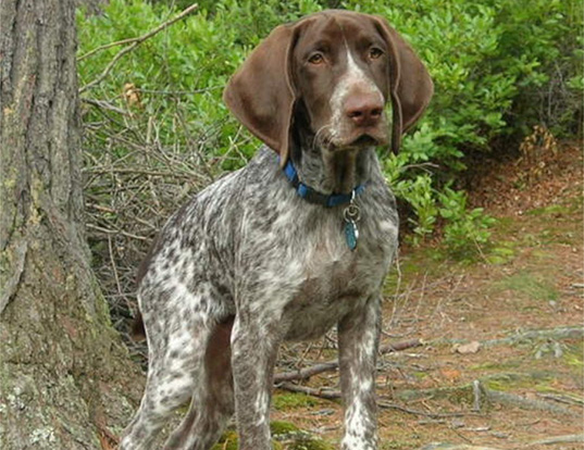 Picture of a german shorthaired pointer