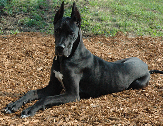 Life Span Of Cane Corso