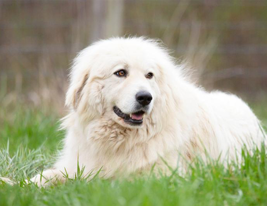 Picture of a great pyrenees