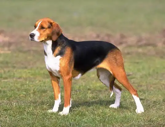 LIFE SPAN OF Small Swiss Hound