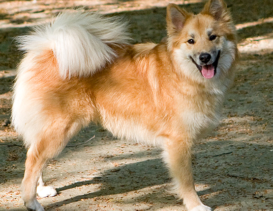 Picture of a icelandic sheepdog