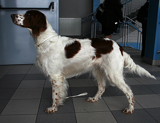 Picture of a irish red and white setter