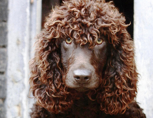 Picture of a irish water spaniel