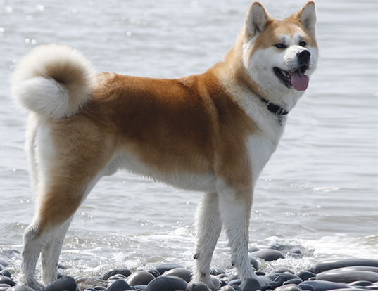 Picture of a japanese akita