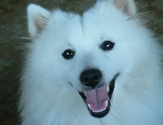 LIFE SPAN OF Japanese Spitz