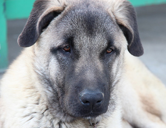 Picture of a kangal dog