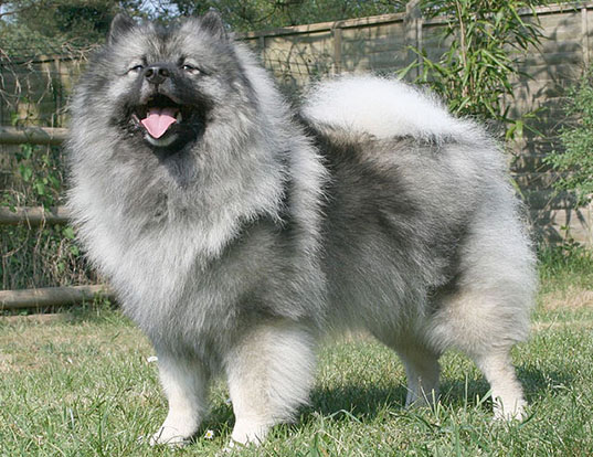 Picture of a keeshond