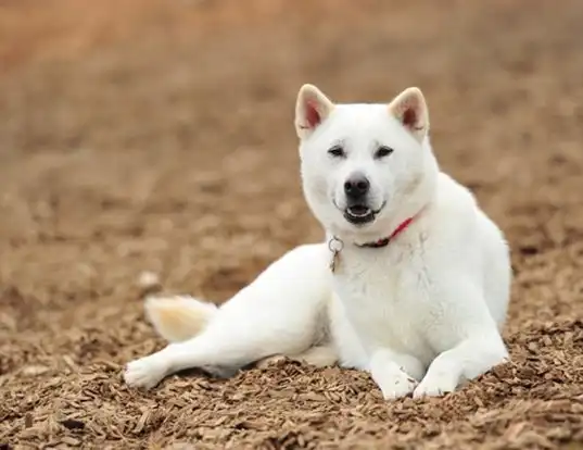 Kishu shop ken breeders