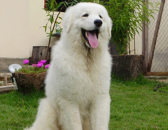 Picture of a kuvasz