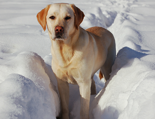 red and white coonhound