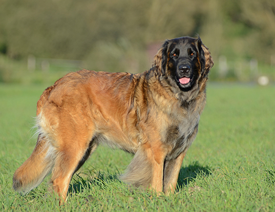 LIFE SPAN OF LEONBERGER