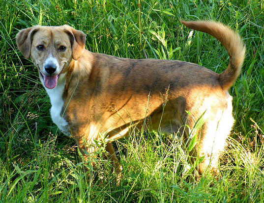 Picture of a mountain cur