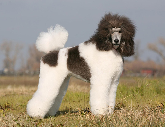 Picture of a multi-colored poodle