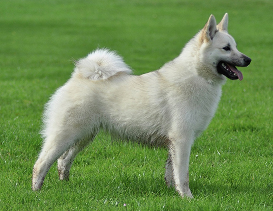 Picture of a norwegian buhund