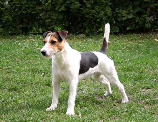 Picture of a parson russell terrier