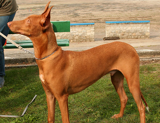 Picture of a pharaoh hound
