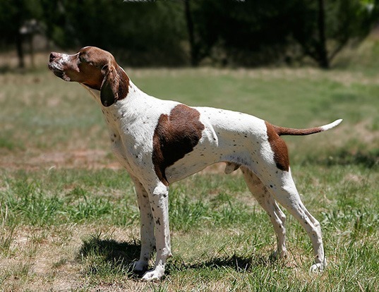 Picture of a pointer