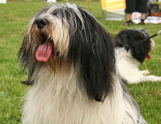 Picture of a polish lowland sheepdog